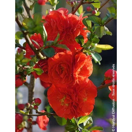 CHAENOMELES speciosa ORANGE STORM® - Cognassier du Japon