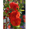 CHAENOMELES speciosa ORANGE STORM® - Cognassier du Japon