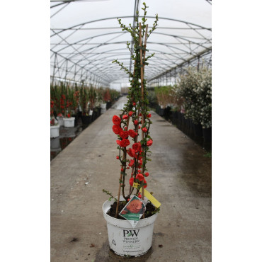 CHAENOMELES speciosa ORANGE STORM® - Cognassier du Japon En pot de 10-12 litres hauteur 080-100 cm