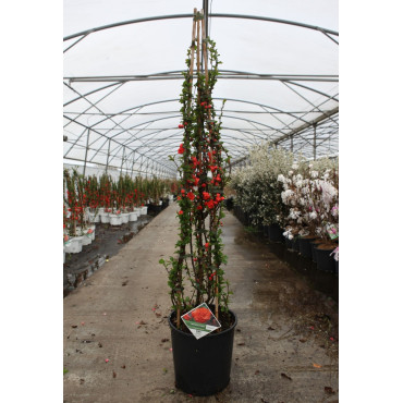 CHAENOMELES speciosa ORANGE STORM® - Cognassier du Japon En pot de 15-20 litres hauteur 100-125 cm