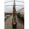 CHAENOMELES speciosa ORANGE STORM® - Cognassier du Japon En pot de 15-20 litres hauteur 100-125 cm