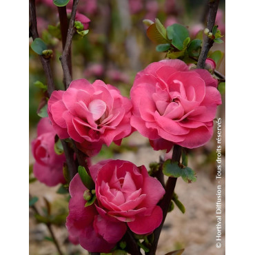CHAENOMELES speciosa PINK STORM® - Cognassier du Japon