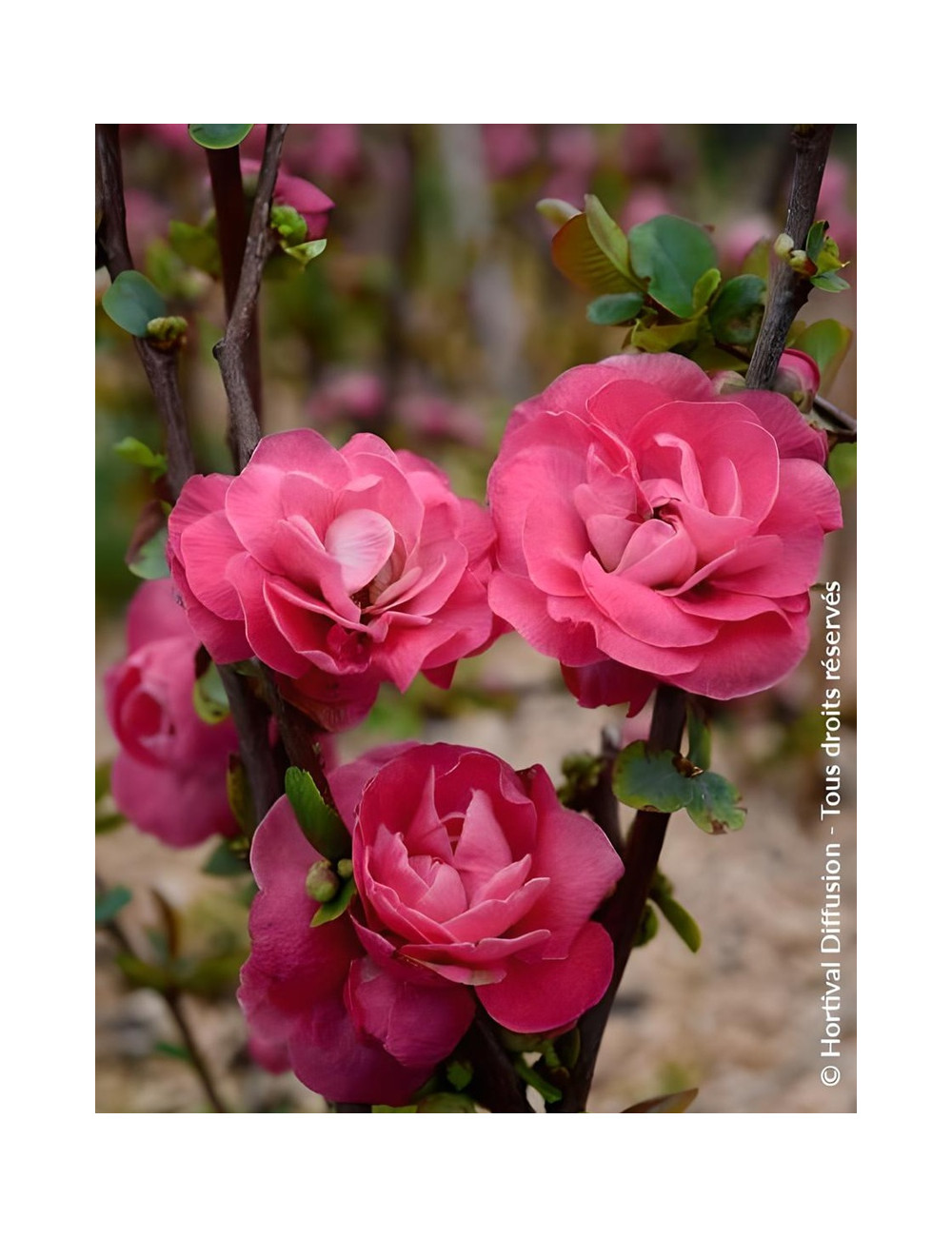 CHAENOMELES speciosa PINK STORM® - Cognassier du Japon