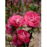CHAENOMELES speciosa PINK STORM® - Cognassier du Japon