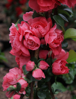 CHAENOMELES speciosa PINK STORM® - Cognassier du Japon