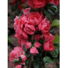 CHAENOMELES speciosa PINK STORM® - Cognassier du Japon