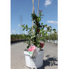 CHAENOMELES speciosa PINK STORM® - Cognassier du Japon En pot de 10-12 litres hauteur 080-100 cm