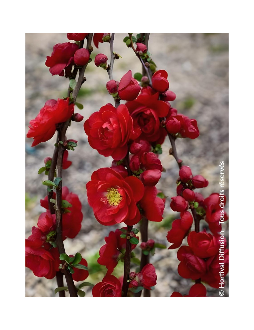 CHAENOMELES speciosa SCARLET STORM® - Cognassier du Japon