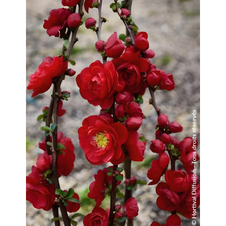 CHAENOMELES speciosa SCARLET STORM® - Cognassier du Japon