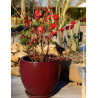 CHAENOMELES speciosa SCARLET STORM® - Cognassier du Japon