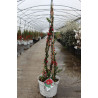 CHAENOMELES speciosa SCARLET STORM® - Cognassier du Japon En pot de 10-12 litres hauteur 080-100 cm