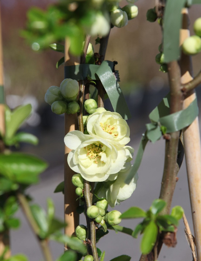 CHAENOMELES speciosa YUKIGOTEN - Cognassier du Japon à floraison double blanc crème