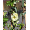 CHAENOMELES speciosa YUKIGOTEN - Cognassier du Japon à floraison double blanc crème