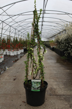 CHAENOMELES speciosa YUKIGOTEN - Cognassier du Japon En pot de 10-12 litres hauteur 080-100 cm