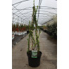 CHAENOMELES speciosa YUKIGOTEN - Cognassier du Japon En pot de 10-12 litres hauteur 080-100 cm
