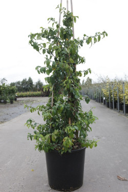CHAENOMELES speciosa YUKIGOTEN - Cognassier du Japon En pot de 15-20 litres hauteur 100-125 cm