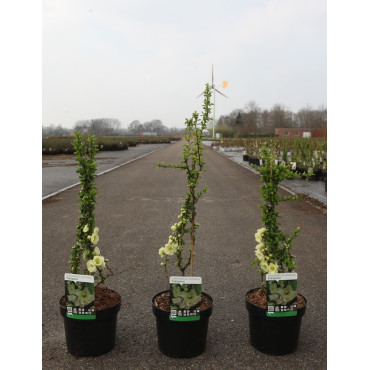 CHAENOMELES speciosa YUKIGOTEN - Cognassier du Japon En pot de 3-4 litres hauteur 040-060 cm