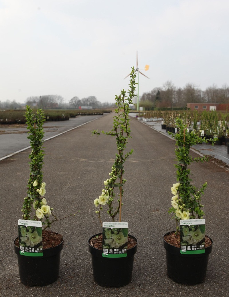 CHAENOMELES speciosa YUKIGOTEN - Cognassier du Japon En pot de 3-4 litres hauteur 040-060 cm