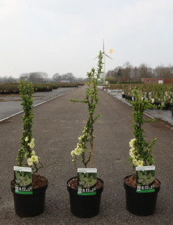 CHAENOMELES speciosa YUKIGOTEN - Cognassier du Japon En pot de 3-4 litres hauteur 040-060 cm