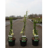 CHAENOMELES speciosa YUKIGOTEN - Cognassier du Japon En pot de 3-4 litres hauteur 040-060 cm