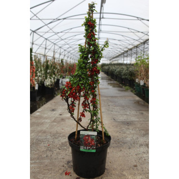 CHAENOMELES superba ELLY MOSSEL - Cognassier du Japon En pot de 10-12 litres hauteur 080-100 cm