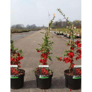 CHAENOMELES superba ELLY MOSSEL - Cognassier du Japon En pot de 3-4 litres hauteur 040-060 cm