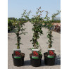 CHAENOMELES superba ELLY MOSSEL - Cognassier du Japon En pot de 3-4 litres hauteur 040-060 cm