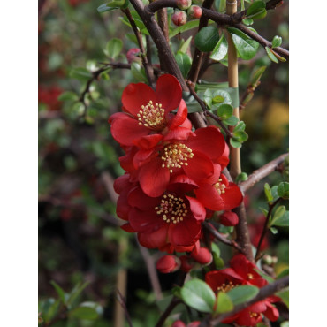 CHAENOMELES superba ELLY MOSSEL - Cognassier du Japon