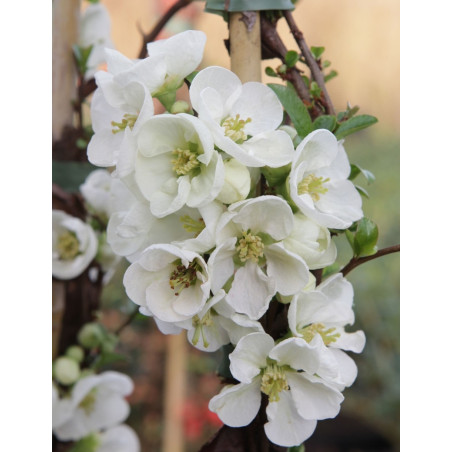 CHAENOMELES superba JET TRAIL - Cognassier du Japon