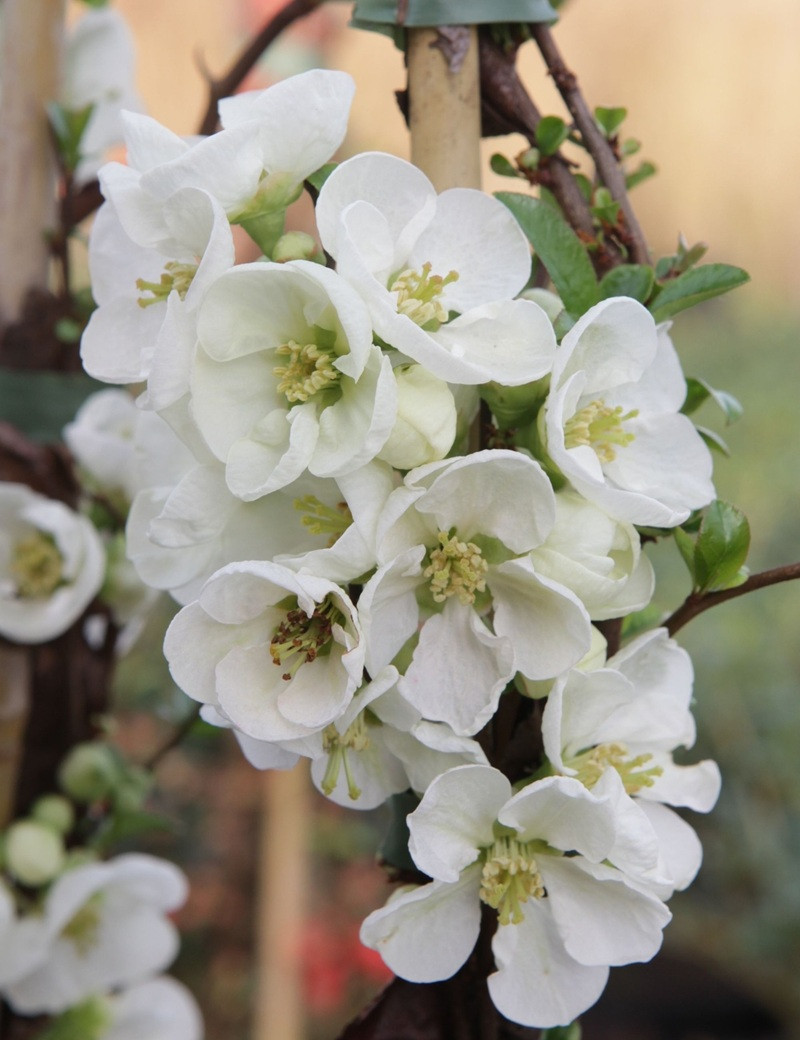 CHAENOMELES superba JET TRAIL - Cognassier du Japon