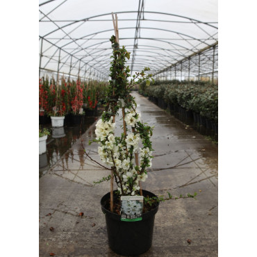 CHAENOMELES superba JET TRAIL - Cognassier du Japon En pot de 10-12 litres hauteur 080-100 cm