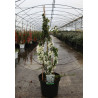 CHAENOMELES superba JET TRAIL - Cognassier du Japon En pot de 10-12 litres hauteur 080-100 cm