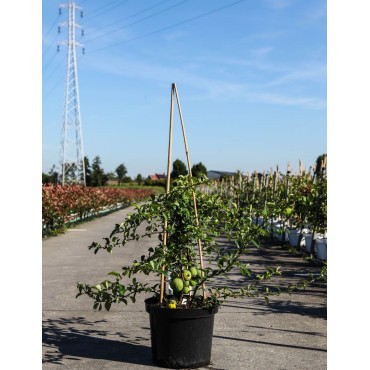 CHAENOMELES superba JET TRAIL - Cognassier du Japon En pot de 10-12 litres hauteur 080-100 cm