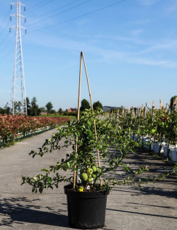 CHAENOMELES superba JET TRAIL - Cognassier du Japon En pot de 10-12 litres hauteur 080-100 cm