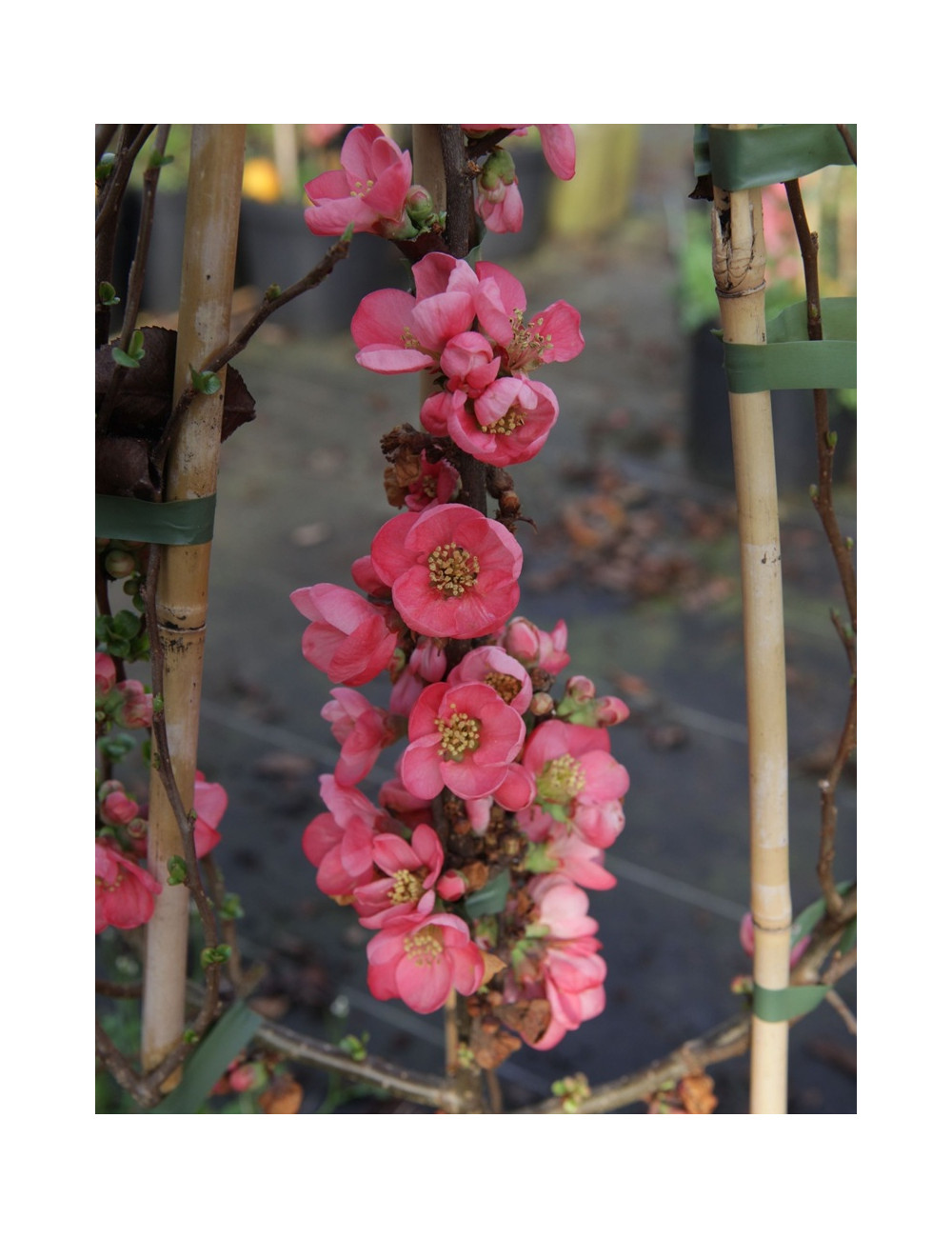 CHAENOMELES superba PINK LADY - Cognassier du Japon