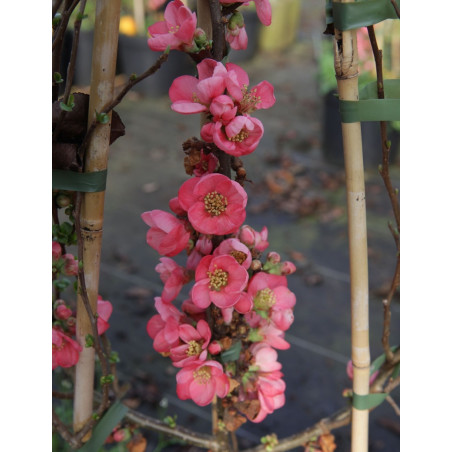 CHAENOMELES superba PINK LADY - Cognassier du Japon