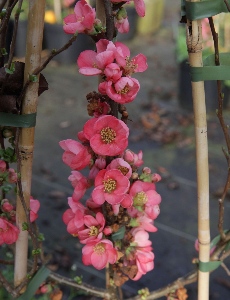 CHAENOMELES superba PINK LADY - Cognassier du Japon