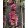 CHAENOMELES superba PINK LADY - Cognassier du Japon