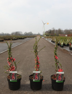 CHAENOMELES superba PINK LADY - Cognassier du Japon, arbuste florifère rose vif