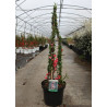 CHAENOMELES superba PINK LADY - Cognassier du Japon En pot de 10-12 litres hauteur 080-100 cm