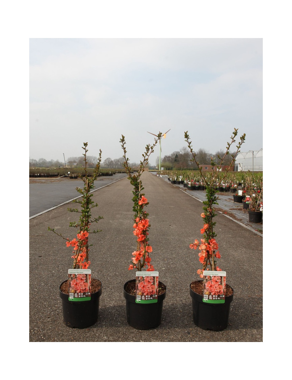 CHAENOMELES superba SALMON HORIZON - Cognassier du Japon En pot de 3-4 litres hauteur 040-060 cm