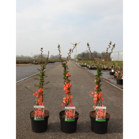 CHAENOMELES superba SALMON HORIZON - Cognassier du Japon En pot de 3-4 litres hauteur 040-060 cm