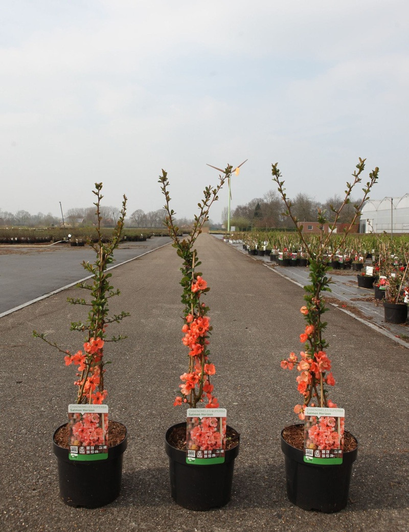 CHAENOMELES superba SALMON HORIZON - Cognassier du Japon En pot de 3-4 litres hauteur 040-060 cm
