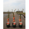 CHAENOMELES superba SALMON HORIZON - Cognassier du Japon En pot de 3-4 litres hauteur 040-060 cm