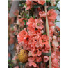 CHAENOMELES superba SALMON HORIZON - Cognassier du Japon