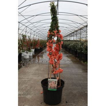 CHAENOMELES superba SALMON HORIZON - Cognassier du Japon En pot de 10-12 litres hauteur 080-100 cm