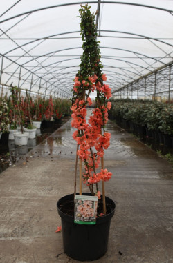 CHAENOMELES superba SALMON HORIZON - Cognassier du Japon En pot de 10-12 litres hauteur 080-100 cm