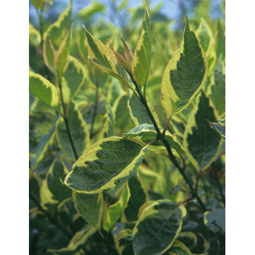 CORNUS alba CREAM CRACKER - Cornouiller blanc