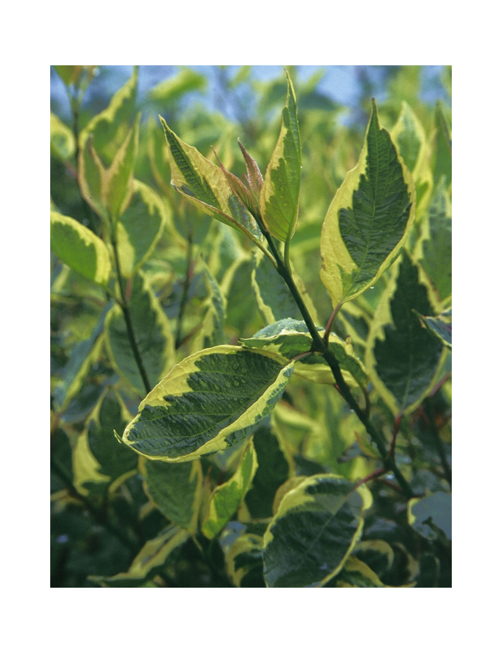CORNUS alba CREAM CRACKER - Cornouiller blanc