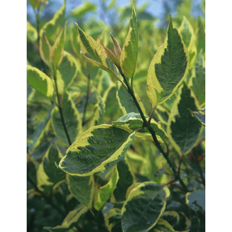 CORNUS alba CREAM CRACKER - Cornouiller blanc